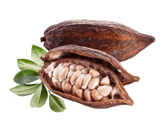 Cacao